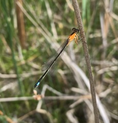 Ischnura aralensis