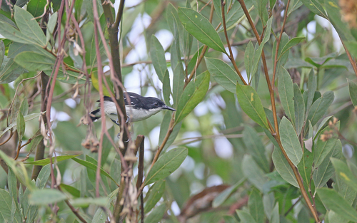 Hormiguero Negriblanco (Myrmochanes hemileucus)