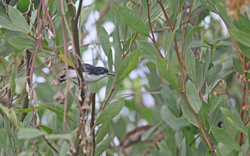 Black-and-white Antbird (Myrmochanes hemileucus), photo 2