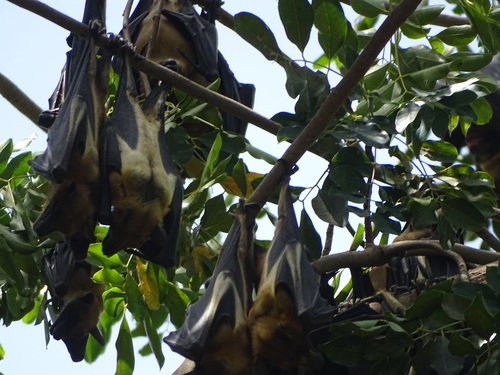 Straw-coloured Fruit Bat