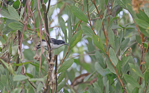 Black-and-white Antbird (Myrmochanes hemileucus), photo 3