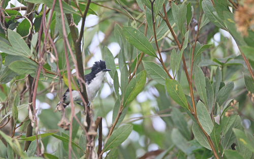 Black-and-white Antbird (Myrmochanes hemileucus), photo 4