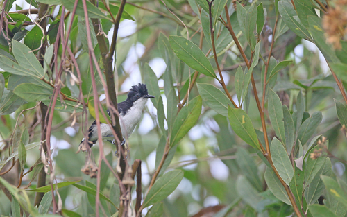 Black-and-white Antbird (Myrmochanes hemileucus), photo 5
