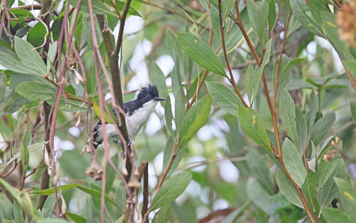 Black-and-white Antbird (Myrmochanes hemileucus), photo 6