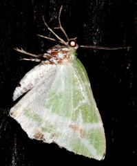 Chlorodes boisduvalaria