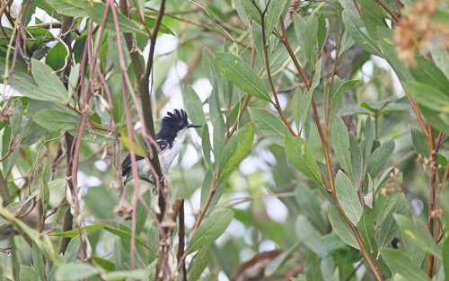 Black-and-white Antbird (Myrmochanes hemileucus), photo 7