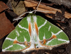 Chlorodes boisduvalaria