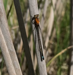 Ischnura aralensis