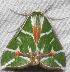 Chlorodes boisduvalaria