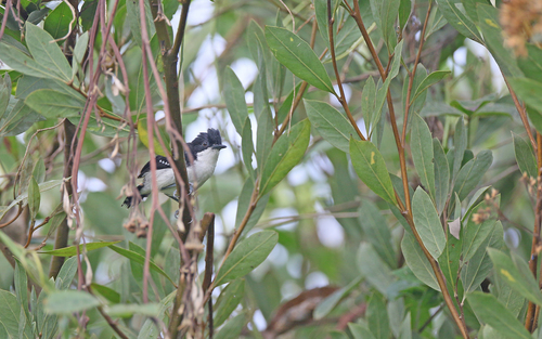 Black-and-white Antbird (Myrmochanes hemileucus), photo 8