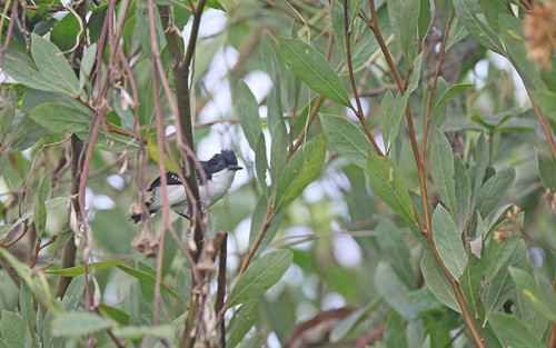 Black-and-white Antbird (Myrmochanes hemileucus), photo 9