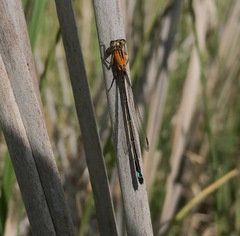 Ischnura aralensis