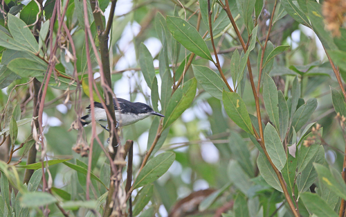Black-and-white Antbird (Myrmochanes hemileucus), photo 10