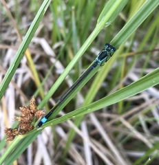 Ischnura aralensis