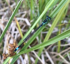 Ischnura aralensis