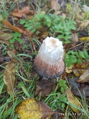Coprinus comatus