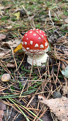 Amanita muscaria