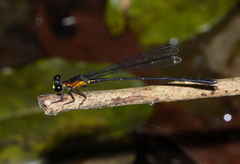 Lestoidea brevicauda