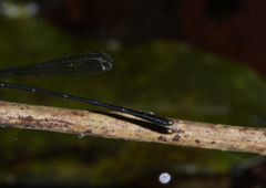 Lestoidea brevicauda