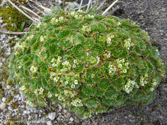 Eudema nubigena