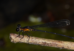 Lestoidea brevicauda