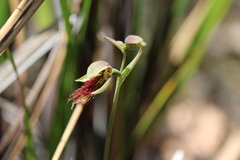 Calochilus paludosus