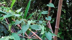 Reynoutria multiflora