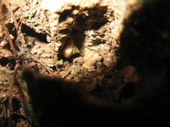 Stomacosmethis perakensis