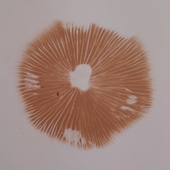 Entoloma infula