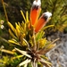 Retzia capensis - Photo (c) Wendy June Norris, μερικά δικαιώματα διατηρούνται (CC BY-NC-ND), uploaded by Wendy June Norris