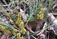 Lomandra collina
