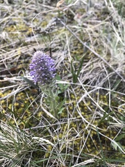 Veronica wyomingensis