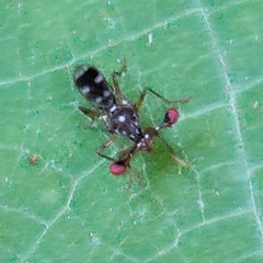 Teleopsis quadriguttata