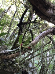 Gastrochilus retrocallus
