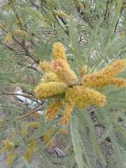 Prosopis