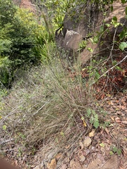 Andropogon bicornis