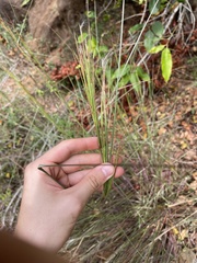 Andropogon bicornis