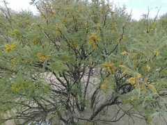Prosopis