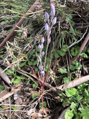 Thelymitra alcockiae