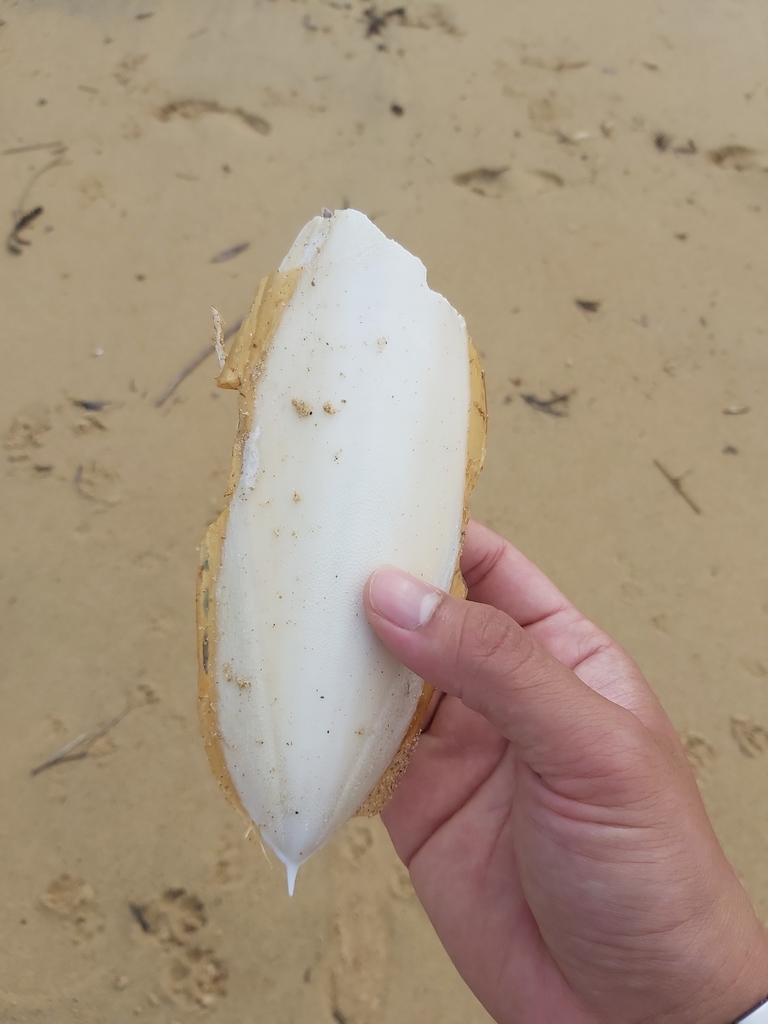 Pharaoh Cuttlefish