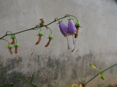 Adenophora triphylla