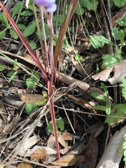 Thelymitra alcockiae
