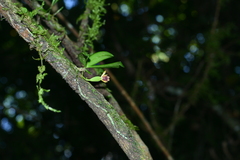 Gastrochilus retrocallus
