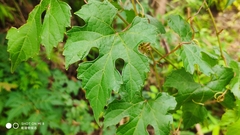 Vitis bryoniifolia