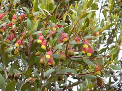 Eucalyptus stoatei