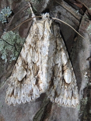 Meganephria bimaculosa