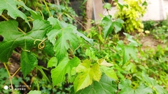 Vitis bryoniifolia
