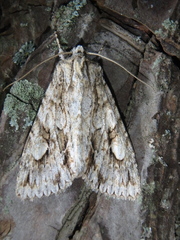 Meganephria bimaculosa