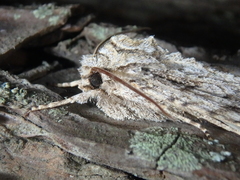 Meganephria bimaculosa