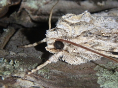 Meganephria bimaculosa